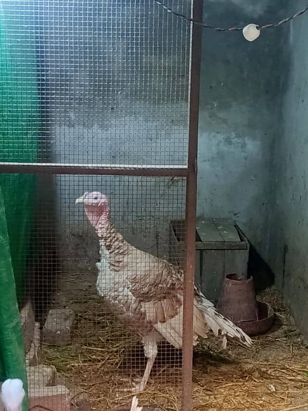 Golden turkey birds for sale 1