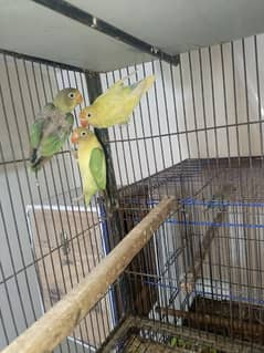 love birds breeder pair with 1 chick