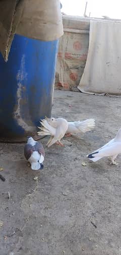 pigeons