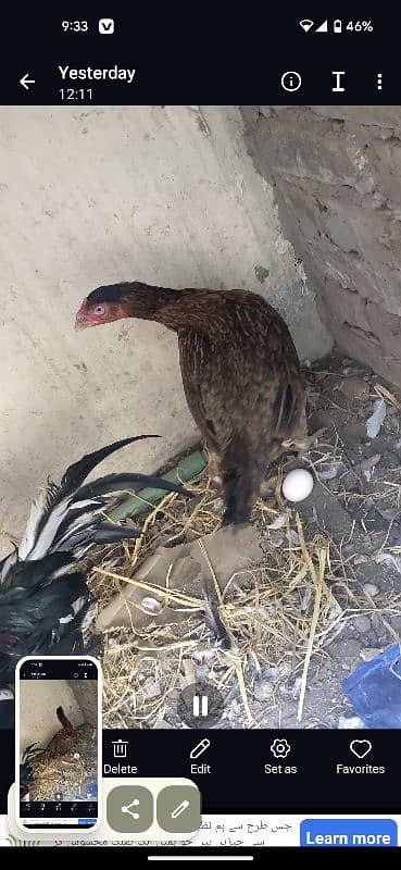 pakoya crass phata long hight and miawali murgi egg laying for sale 0