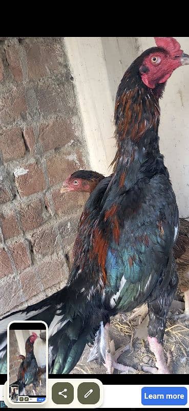 pakoya crass phata long hight and miawali murgi egg laying for sale 2