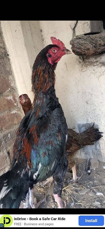 pakoya crass phata long hight and miawali murgi egg laying for sale 3