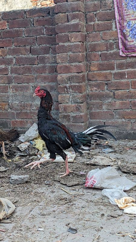 pakoya crass phata long hight and miawali murgi egg laying for sale 7