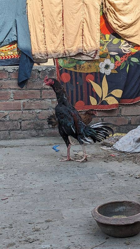 pakoya crass phata long hight and miawali murgi egg laying for sale 9