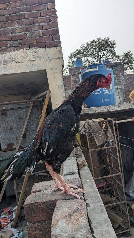 pakoya crass phata long hight and miawali murgi egg laying for sale 10