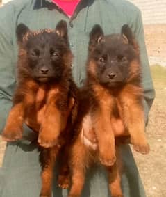 German Shepherd Dabal coat male female for sale