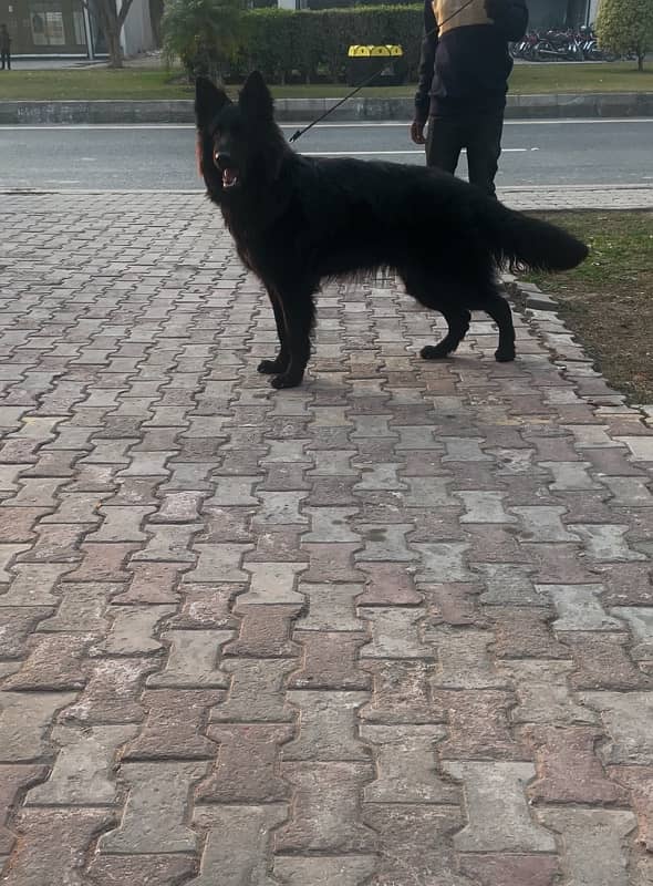 German shepherd black 8 months only 0