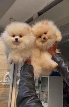 Pure miniature size Pomeranian puppies