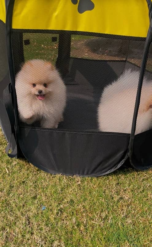 Pure miniature size Pomeranian puppies 1