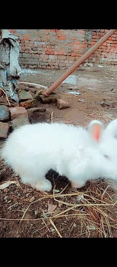 angoora rabbit for sale