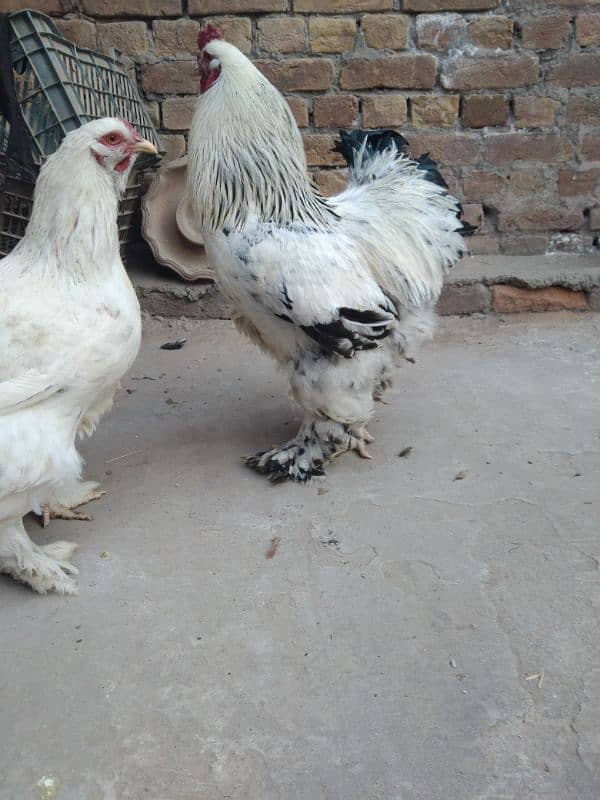 fancy hen eggs available 1