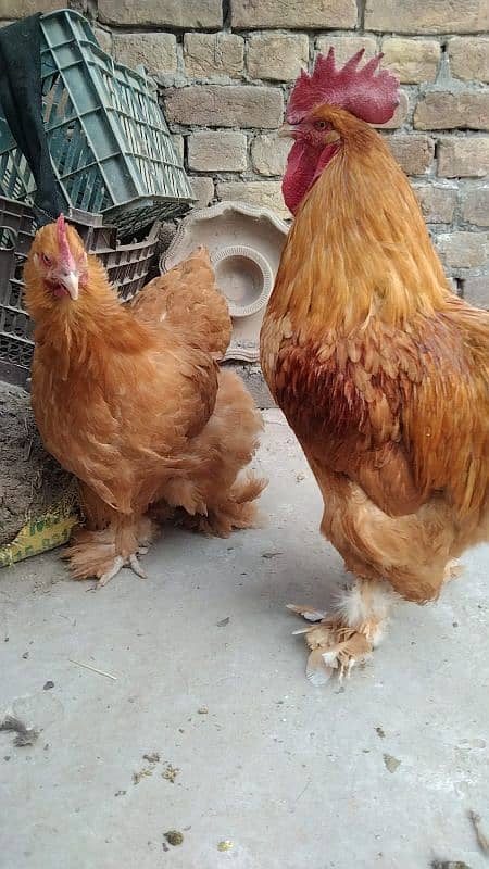 fancy hen eggs available 2