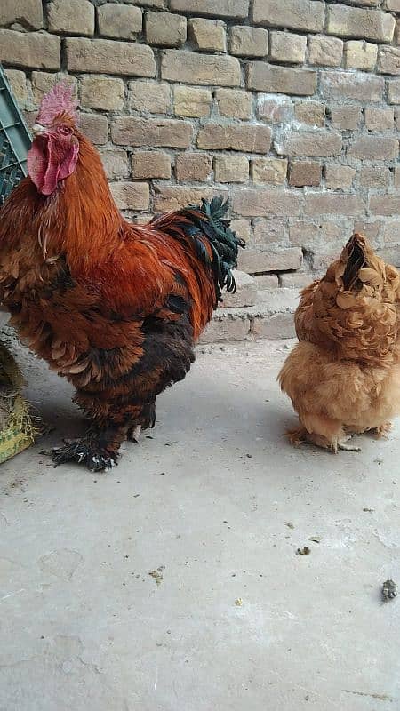 fancy hen eggs available 3