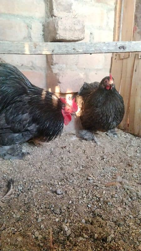 fancy hen eggs available 5