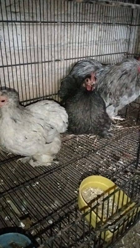 fancy hen eggs available 6