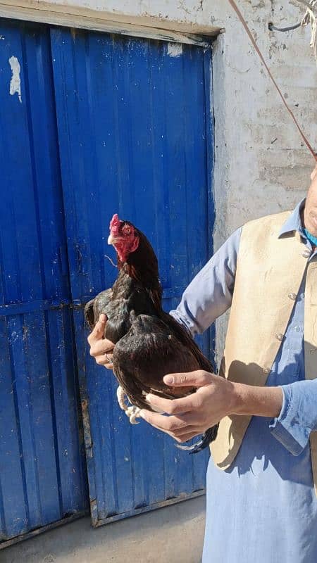 Aseel mianwali/ Aseel murgha / top quality hens for sale 0