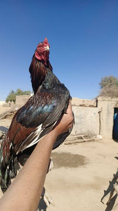 Aseel mianwali/ Aseel murgha / top quality hens for sale 1