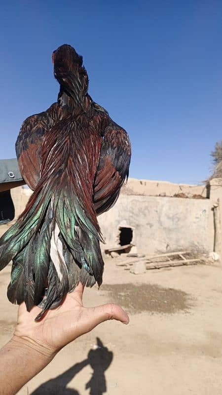 Aseel mianwali/ Aseel murgha / top quality hens for sale 2