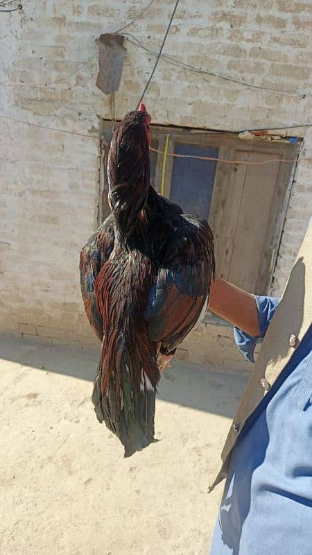 Aseel mianwali/ Aseel murgha / top quality hens for sale 3