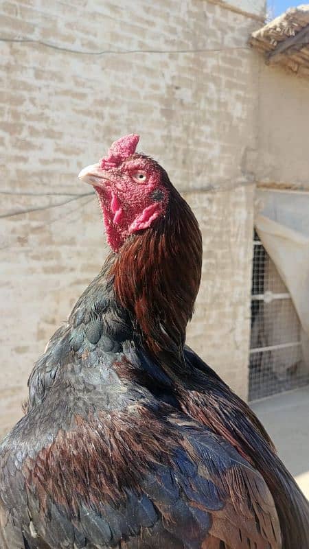 Aseel mianwali/ Aseel murgha / top quality hens for sale 4