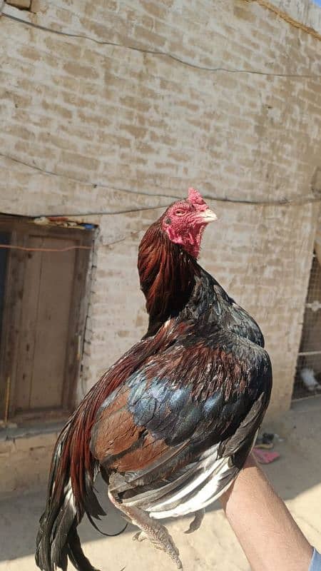 Aseel mianwali/ Aseel murgha / top quality hens for sale 5