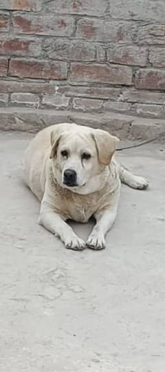 Labrador female available for sale