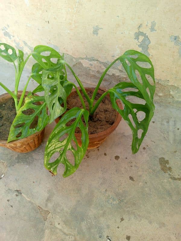 money plants 1