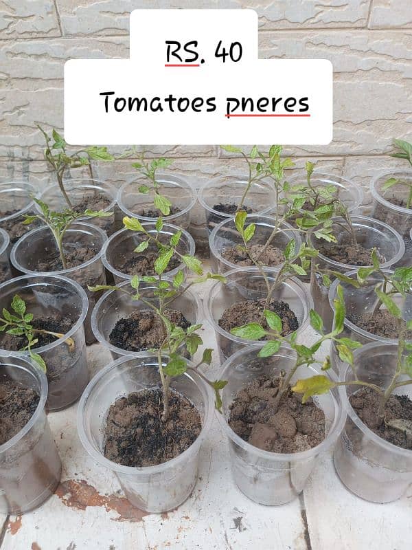 tomatoes,Read slat pata,gobie,pneres are available 11