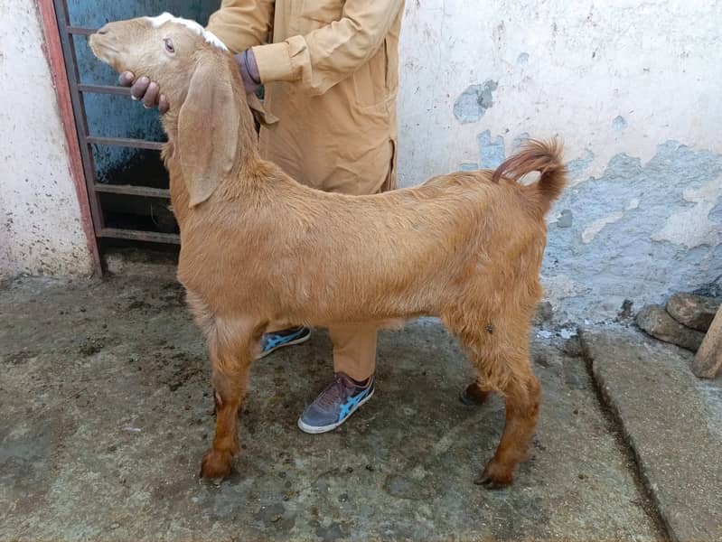 qurbani goat | Goat | bakra | teddy goat | desi bakra | bakry | بکرا 0