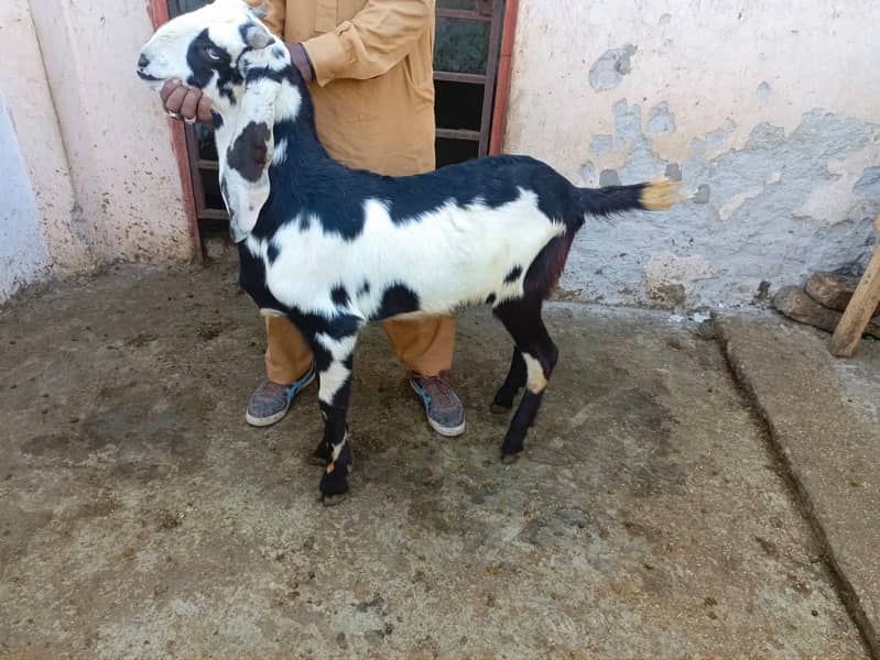 qurbani goat | Goat | bakra | teddy goat | desi bakra | bakry | بکرا 1