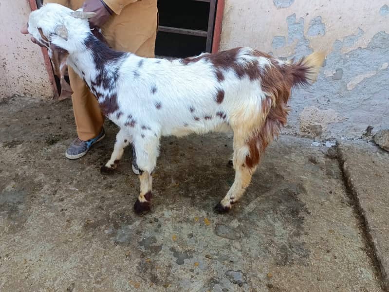 qurbani goat | Goat | bakra | teddy goat | desi bakra | bakry | بکرا 4