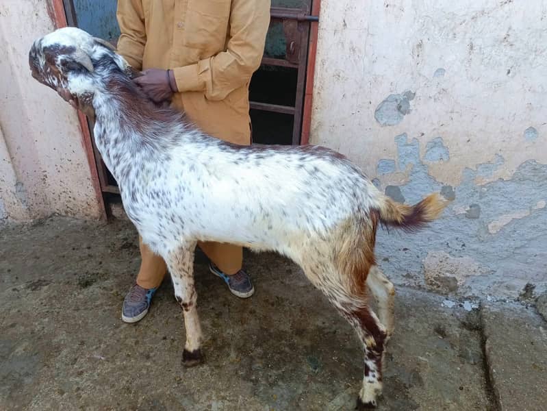 qurbani goat | Goat | bakra | teddy goat | desi bakra | bakry | بکرا 6