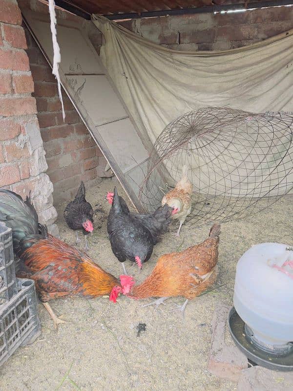 Desi hens egg laying 1