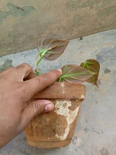 beautiful money plant