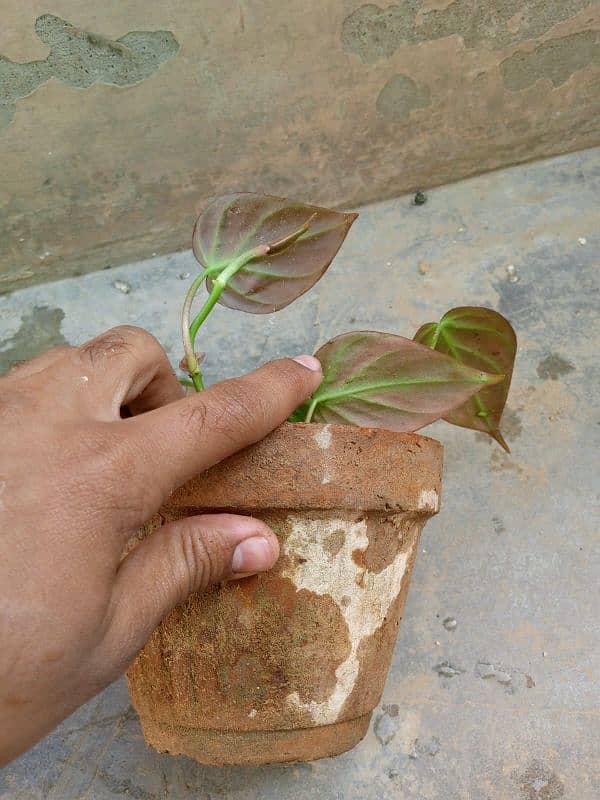 beautiful plants and pots 3