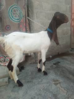 Kamori and Gulabi Bkri For Sale  03704193850