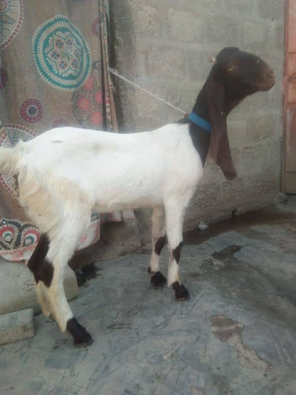 Kamori and Gulabi Bkri For Sale  03704193850 0