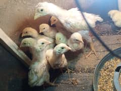 pure white shamo chicks