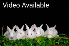 New Zealand White rabbit | Bunnies | Baby Red Eyes Rabbit Pure Breed