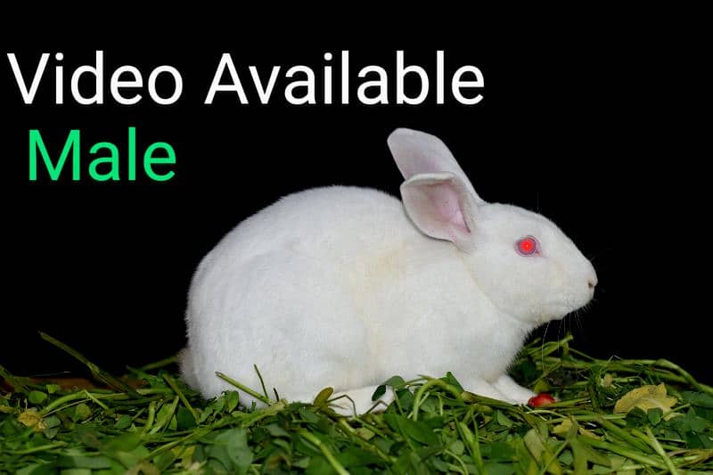 New Zealand White rabbit | Bunnies | Baby Red Eyes Rabbit Pure Breed 1