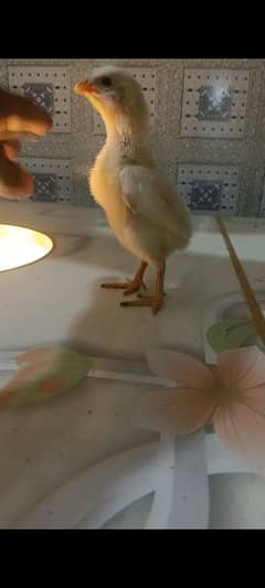 white shamo chicks for sale