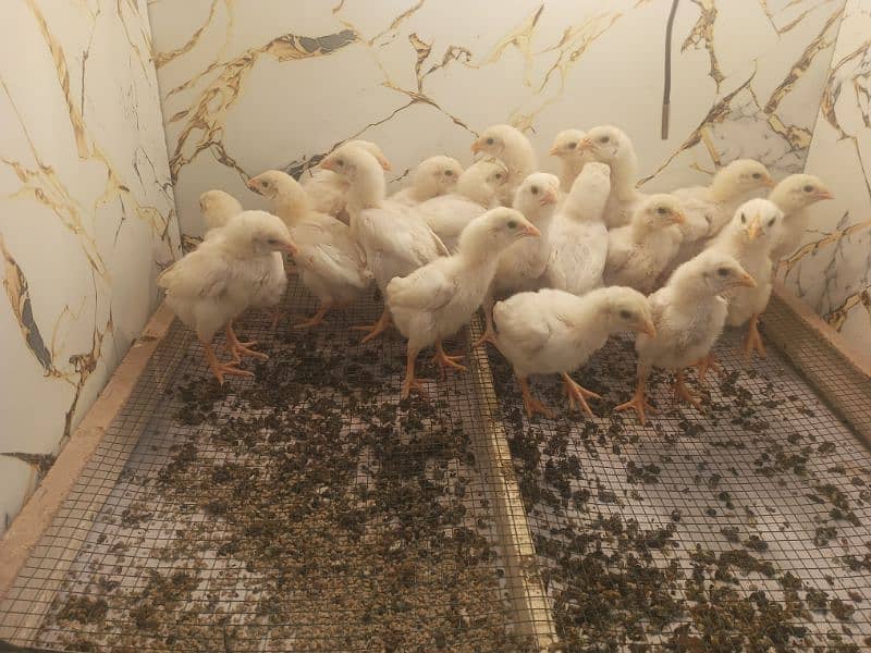 white shamo chicks for sale 5