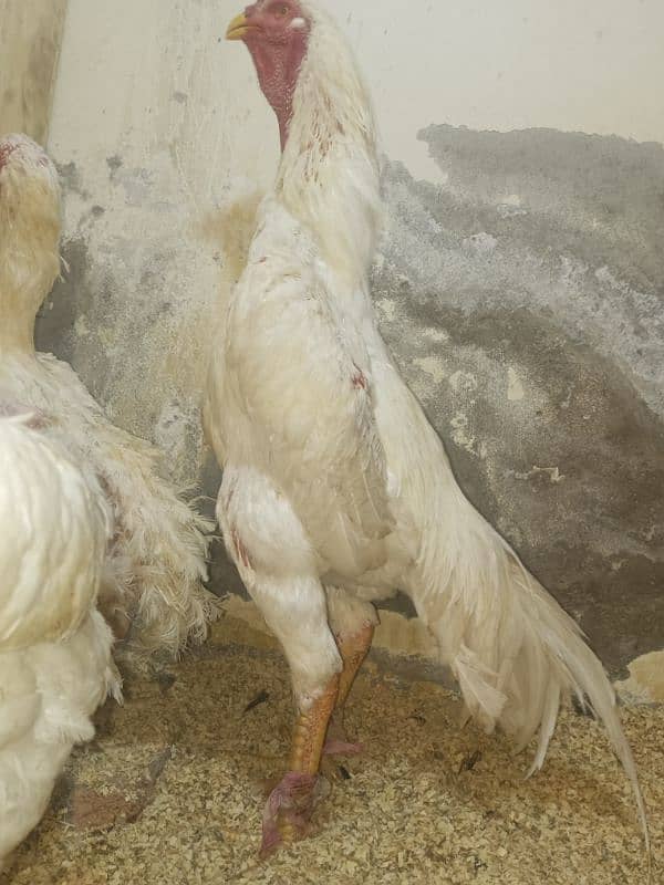 white shamo chicks for sale 6