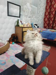 Persian kittens