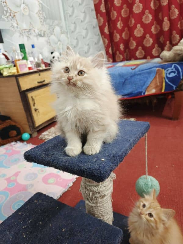 Persian kittens 1