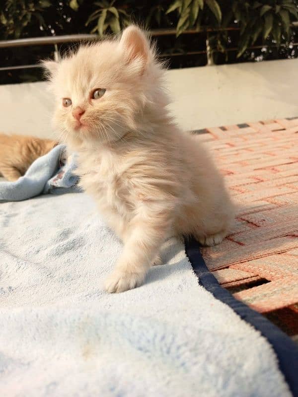 Persian kittens 5