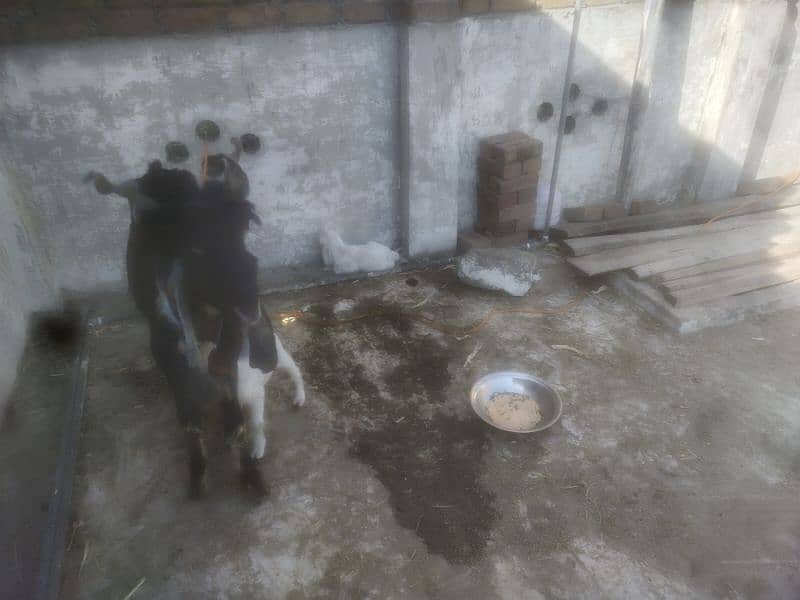 DDP BREED GOAT/ 2 KIDS FEMALE READ  ADD  FIRST 1