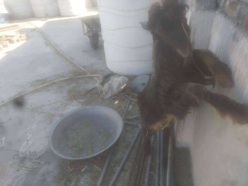 DDP BREED GOAT/ 2 KIDS FEMALE READ  ADD  FIRST 2