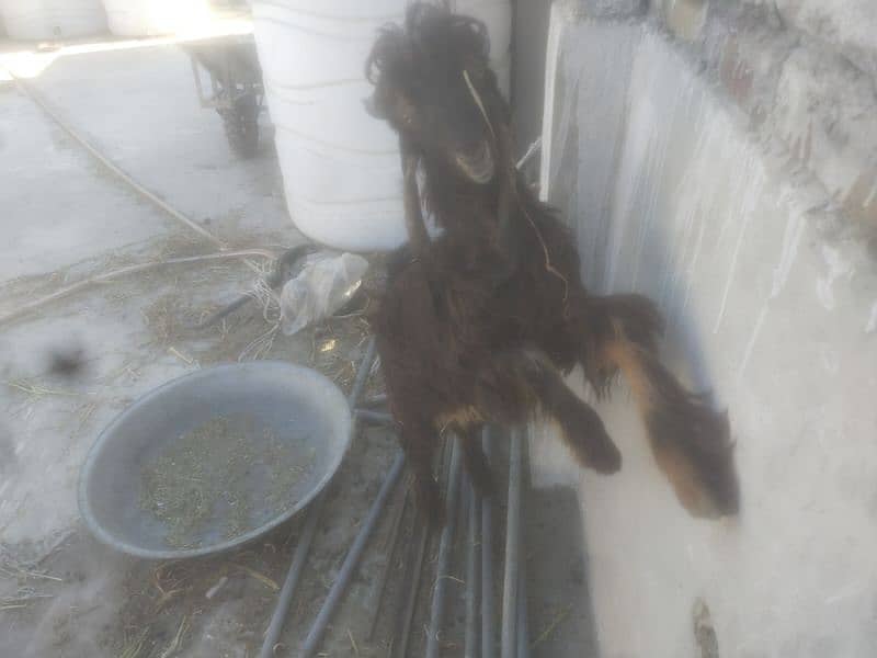 DDP BREED GOAT/ 2 KIDS FEMALE READ  ADD  FIRST 3