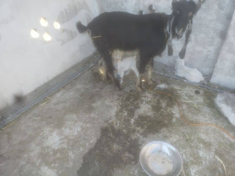 DDP BREED GOAT/ 2 KIDS FEMALE READ  ADD  FIRST 4